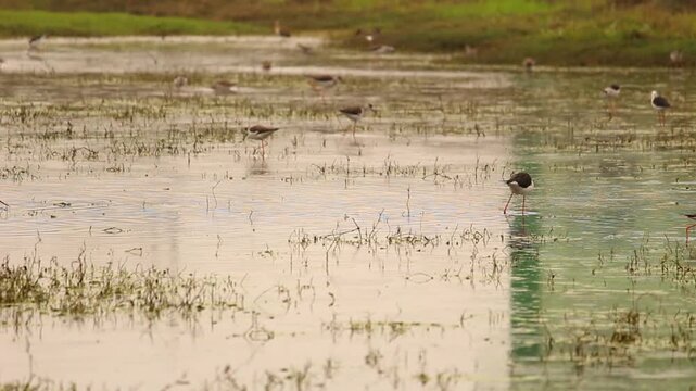 Graceful wading birds foraging in shallow, reflective wetlands with sparse vegetation and calm waters.