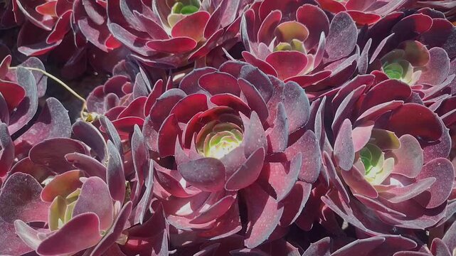 Close up of purple succulent plants with green centers growing outdoors under bright sunlight, beautiful nature floral background, botanical ecosystem.