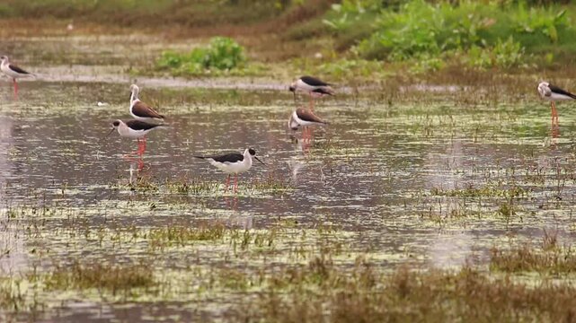 Group of black-winged stilts and avocets foraging in shallow freshwater wetland habitat with lush greenery.