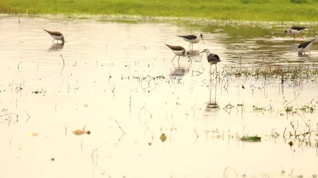 Four elegant shorebirds wade through calm, reflective wetlands at dawn or dusk.