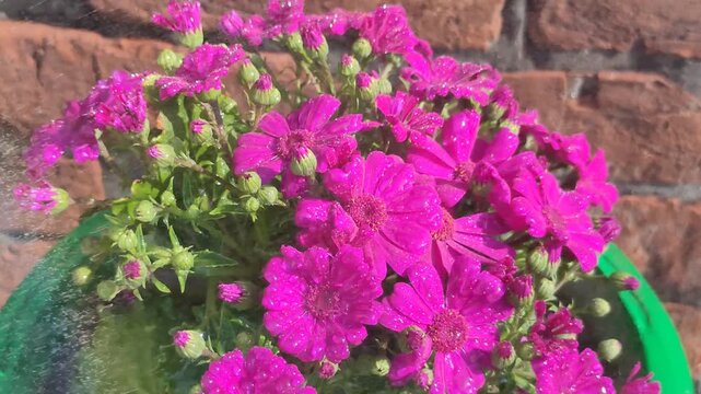 Close-up of bright pink phlox flowers thriving in a lush green pot against a brick wall.