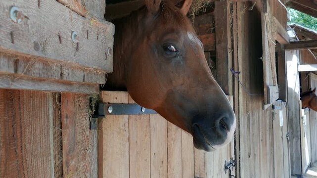 Close up of a horse head looking out of the stable with another horse visible in background