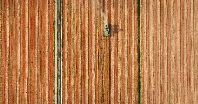 Aerial top down view of a combine harvester harvesting in a golden wheat field