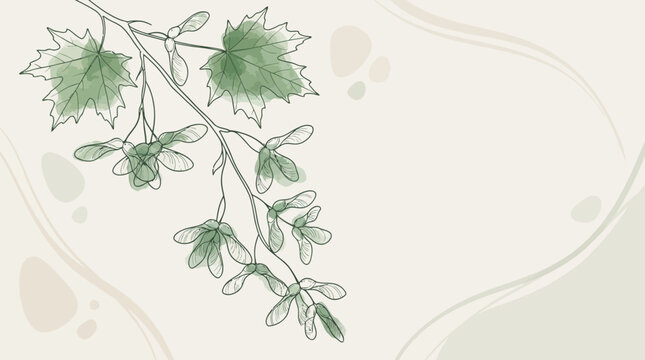 Delicate green maple seeds and leaves, hand-drawn sketch on textured background