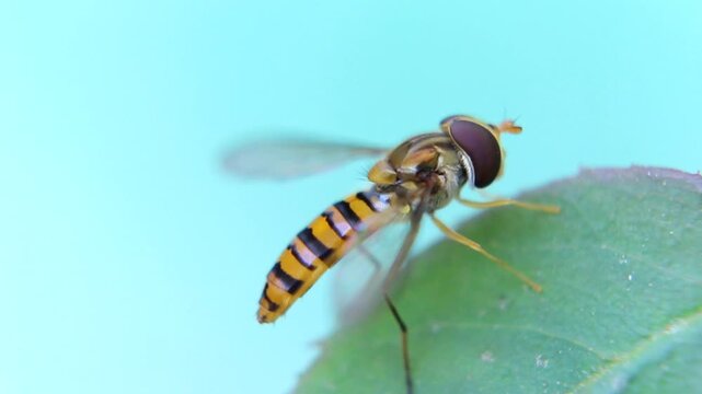 Close-up of a striped hoverfly perched on a fresh green leaf outdoors.