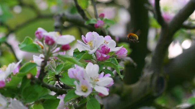 Close up macro view of a bumblebee pollinating and gathering nectar from pink and white apple blossoms on a tree branch during spring season in an orchard. High quality 4k footage