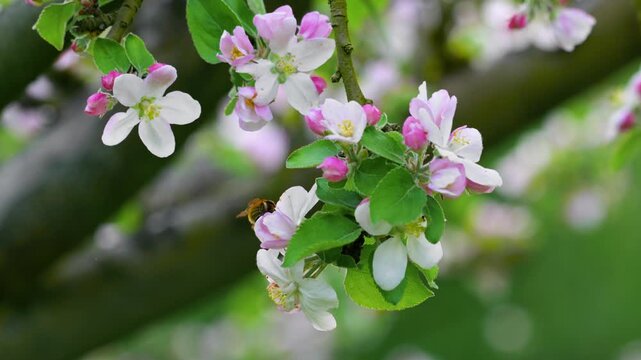 Close up macro view of a bumblebee pollinating and gathering nectar from pink and white apple blossoms on a tree branch during spring season in an orchard. High quality 4k footage