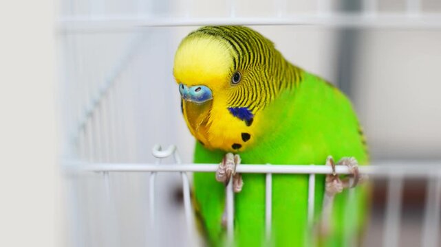 Extreme close-up of a curious green and yellow budgie's face poking out from the metal cage bars