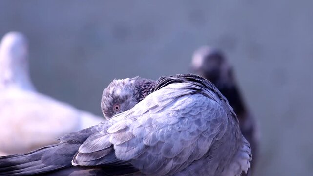 Close-up shot of a bird's wing feathers in soft natural light