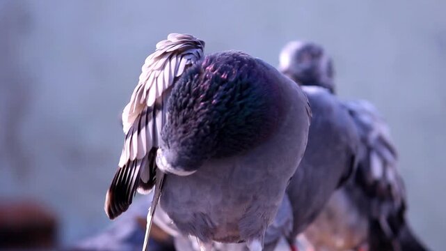 Close-up image of a pigeon in mid-flight with detailed feather texture and natural lighting.