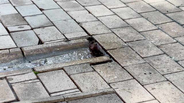 Sparrow taking a bath in a puddle on the tiled city street
