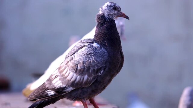 Close-up of a feral pigeon standing on a wooden railing against a blurred outdoor background