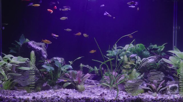 Small diverse fish swim in planted freshwater tank under violet illumination. Domestic aquarium features green aquatic plants and dark stones in cozy hobby setting.