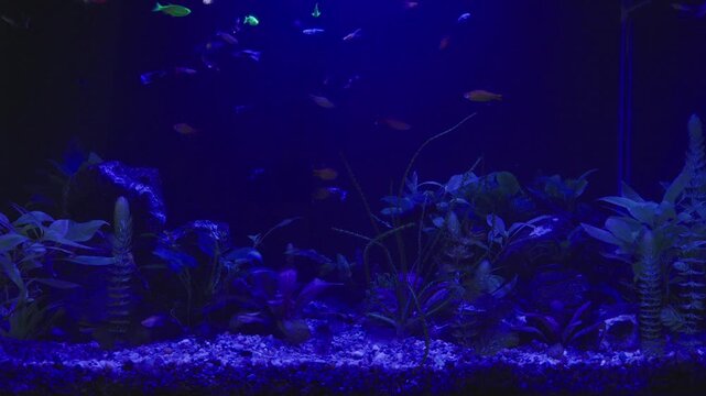 Small diverse fish swim in planted freshwater tank under deep blue night illumination. Domestic aquarium features dark green plants and stones in cozy moody hobby setting.