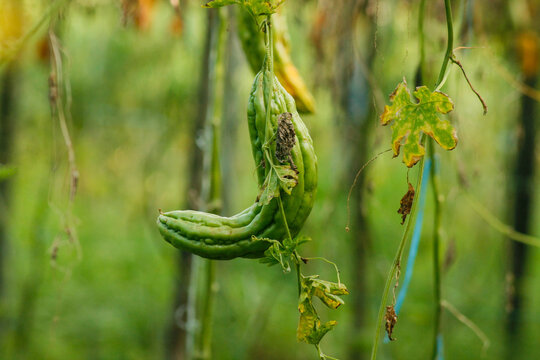 Green bitter melon, Bitter gourd or Bitter squash hanging from a tree on a vegetable farm. Fresh Bitter melon hanging on the garden. Shallow depth of field and Close-up view.	