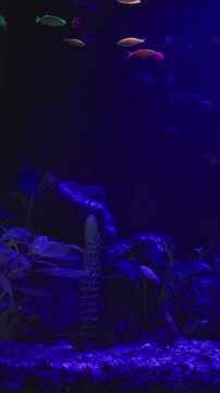 Bright fluorescent glofish swim in planted freshwater tank under deep blue night illumination. Domestic aquarium features dark plants and stones in cozy moody hobby setting.