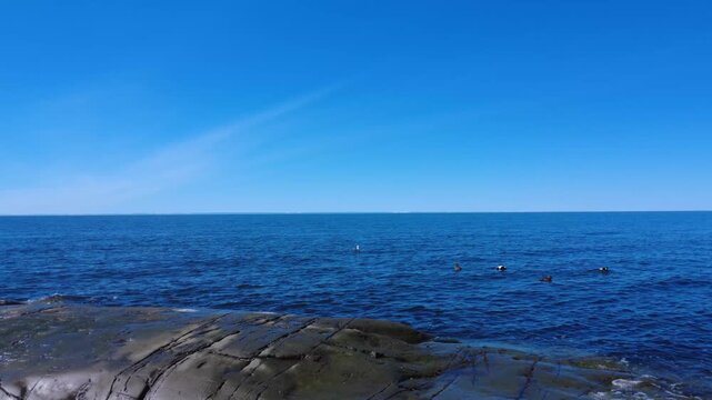 Drone footage circling two pairs of common eiders swimming peacefully near the rocky shoreline of M&eacute;tis-sur-Mer on the St. Lawrence River, Quebec, Canada.