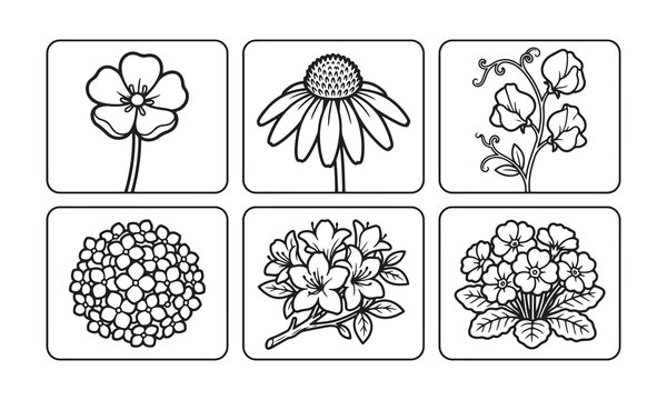 Set of Floral Line Art Featuring Buttercup Coneflower Sweet Pea Hydrangea Azalea and Primrose