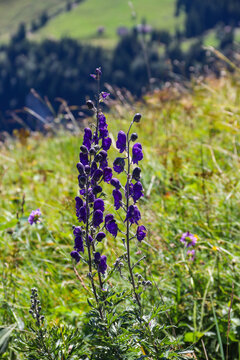 Beautiful purple monkshood Aconitum napellus flower blooming in a wild alpine meadow in the mountains