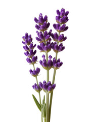 Obraz premium Isolated fresh purple lavender flowers in bloom, fragrant plant with delicate aroma and beauty