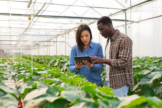 Two Farmers Examining Plants in a Greenhouse with a Tablet.