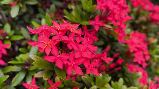 Vibrant red ixora flowers blooming in beautiful garden motion footage