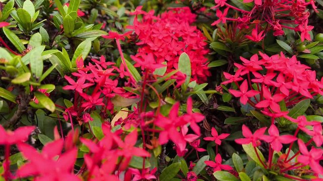 Vibrant red ixora flowers swaying in the breeze motion video footage