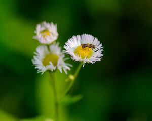Tiny Wild Bee on White Fleabane Daisy Flower Macro © Maxime