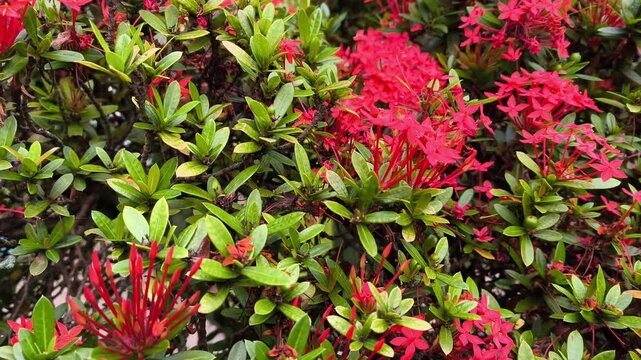 Red ixora flowers swaying in the gentle breeze video footage