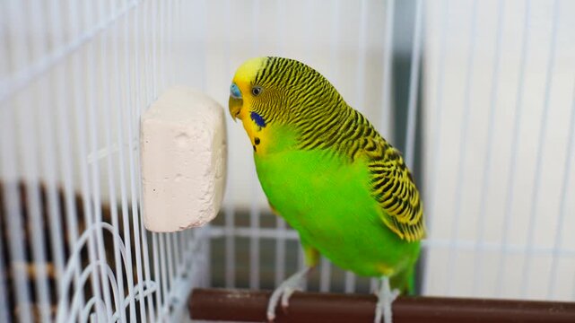 Close-up of a cute green and yellow budgie perched and gnawing on a calcium mineral stone. Authentic budgerigar video with original audio track