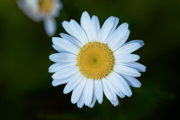 Fototapeta premium White Daisy Flower with Bright Yellow Center