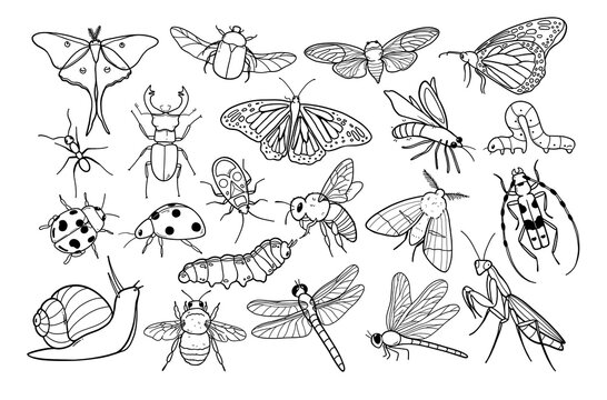 Insect collection, hand-drawn outline set of various bugs and insects