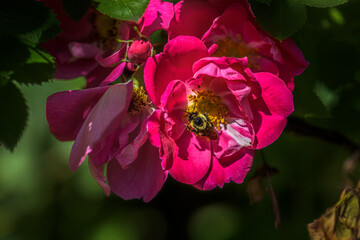 Bumblebee Pollinating Pink Rose Blossom © Maxime