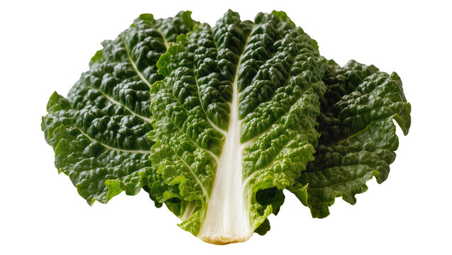 Isolated fresh green Savoy cabbage leaves, crisp textured raw vegetable, healthy produce