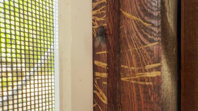 A curious fly runs across a heavily scratched wooden frame. It looks frantic and annoying near the bright screen. The insect brings a gritty, claustrophobic feeling to a sunny day.