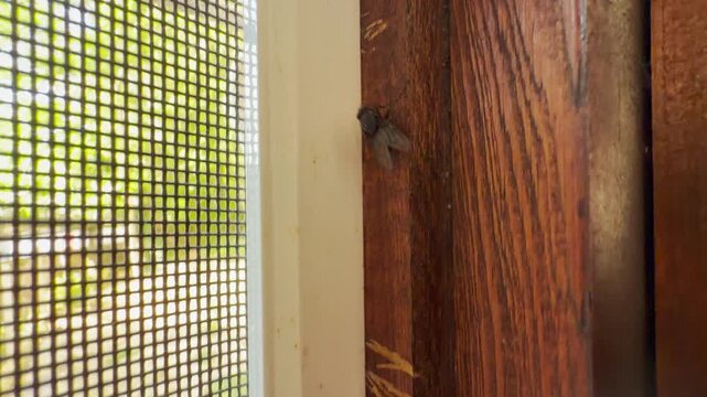 A frantic fly runs up a heavily scratched wooden window frame. It feels trapped and annoying next to the bright mesh screen. The gritty scene evokes a sense of irritation.