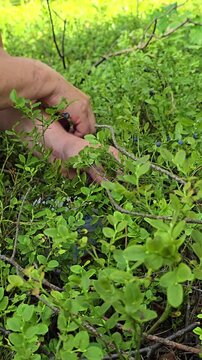 Close-up of senior woman hands picking ripe bilberries from forest bush. Wild berry harvesting in summer woodland. Concept of seasonal harvest, foraging, organic food