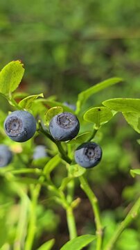 Ripe bilberries growing on bush in sunny forest. Close-up of wild berries and green leaves moving in summer breeze. Concept of organic food, seasonal harvest,