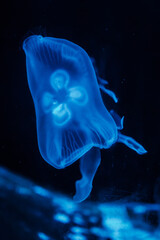 Bioluminescent blue moon jellyfish macro details © Agnes