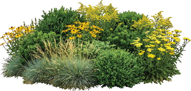Decorative garden flower bed with yellow perennials and ornamental grasses isolated on a white background vector illustration