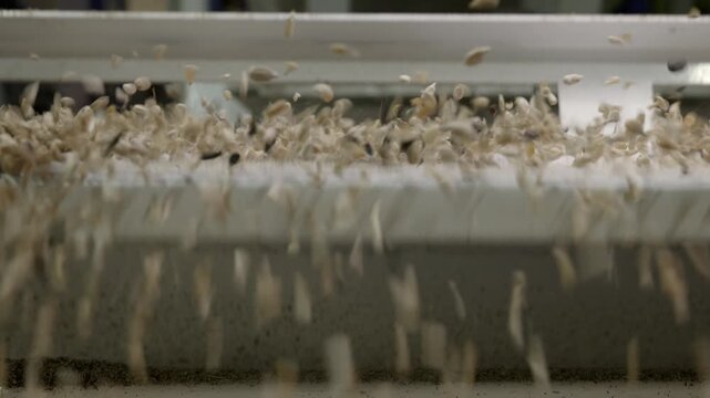 A factory line for the production of vegetable oil from sunflower seeds, a seed drill in which the grains are peeled from the husk. Sunflower kernels - close-up, shot in a real workshop.