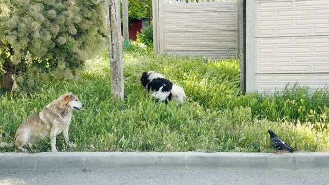 Two stray dogs wander through tall green grass next to a sidewalk. One sits watchfully while the other walks away, creating a peaceful yet lonely feeling on the quiet street.