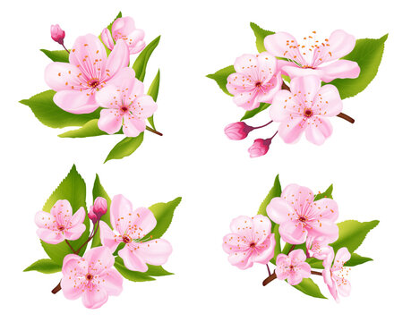 Realistic bouquet of pink sakura blossoms for hanami festival. Branches with flowers, buds, and green leaves. Spring floral decoration. Vector illustration.