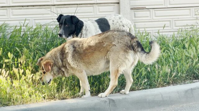 Two stray dogs explore tall green grass along an urban sidewalk. Their quiet curiosity brings a peaceful yet lonely feeling to the street.