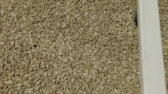 A production line for extracting vegetable oil from sunflower seeds, peeled sunflower kernels - close-up, shooting in a real factory.