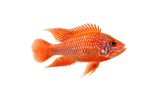 Fire red ram cichlid (Mikrogeophagus ramirezi) isolated on transparent background. Close-up 