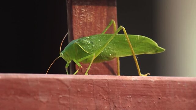Green Katydid Insect (grasshopper) Resting on Leaf with Dew Drops Close-Up