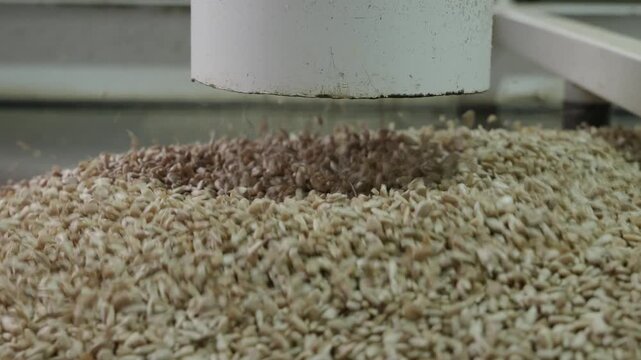 A factory line for the production of vegetable oil from sunflower seeds, a seed drill in which the grains are peeled from the husk. Sunflower kernels - close-up, shot in a real workshop.