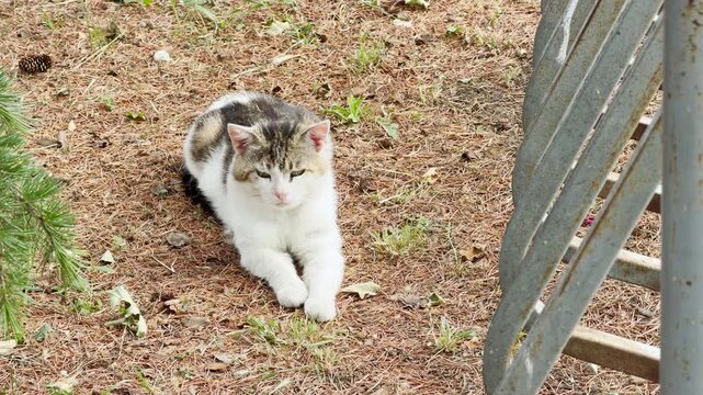 A gentle white and tabby cat rests peacefully on a bed of dry pine needles. It sits calmly next to a metal rack outdoors. The quiet scene brings a serene and lonely feeling.