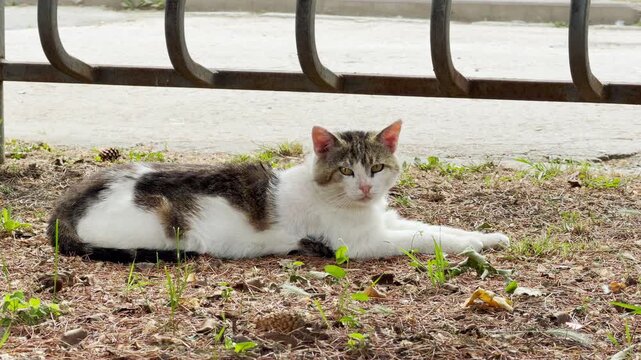 A gentle stray cat lies calmly on dry pine needles. It rests quietly beneath a metal fence, looking alert yet weary. The peaceful outdoor scene evokes a lonely feeling.